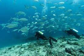 Diving & Marine Life
