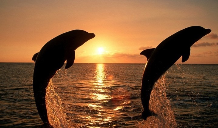 Dolphin / Sunset Cruise